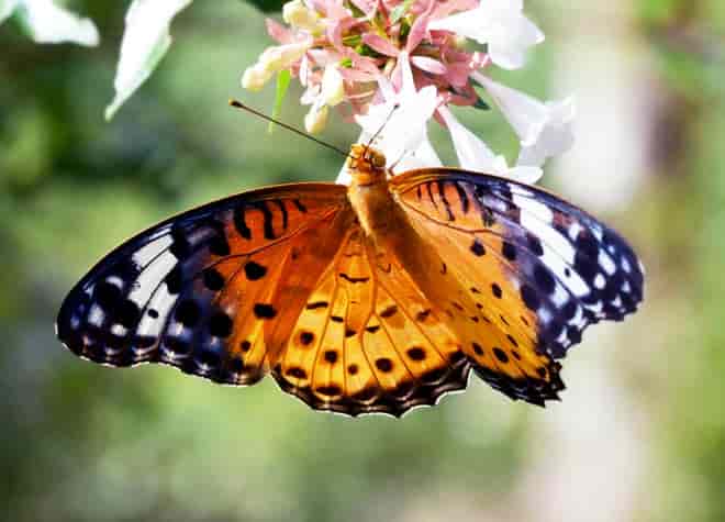 �c�}�O���q���E����